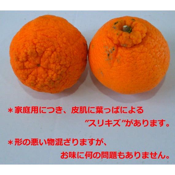 【期間限定500円割引中！】愛媛県産 デコポン（9kg〜10kg L〜４L 混合 家庭用）柑橘 みかん　愛媛　　同一商品￥11,000以上で送料無料 |  | 01