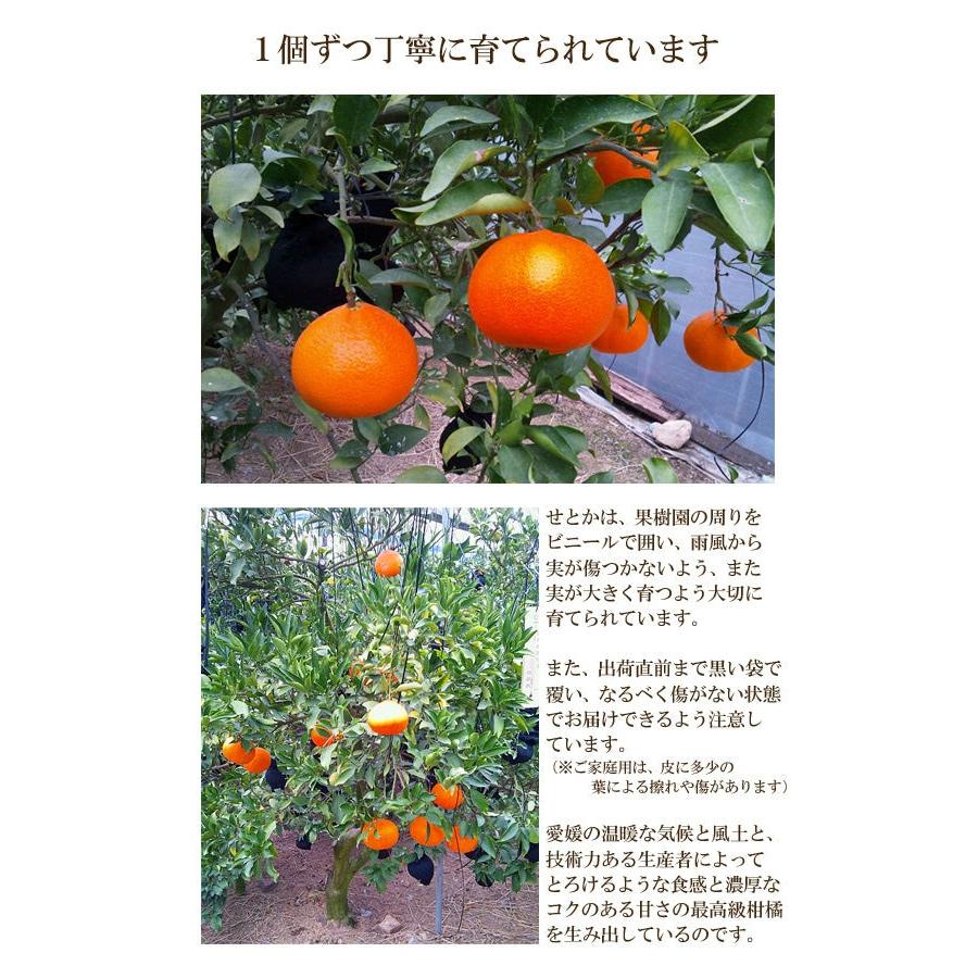 【おためしセール中】愛媛県産 せとか　（2kg L〜3L  家庭用） みかん　柑橘　愛媛　お試し　　同一商品￥11,000以上で送料無料 |  | 01