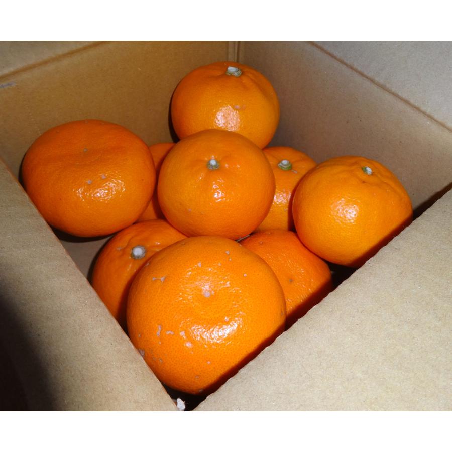 【おためしセール中】愛媛県産 せとか　（2kg L〜3L  家庭用） みかん　柑橘　愛媛　お試し　　同一商品￥11,000以上で送料無料 |  | 02