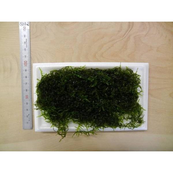無農薬＞ジャイアント南米ウィローモス（1パック＝約40g） : 姫