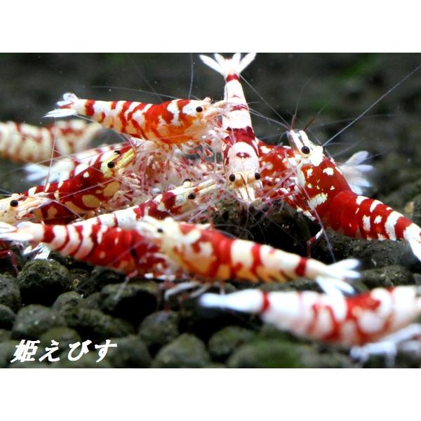 サ*ー様 ピンガ SRP 3枚セット SARASA Tiger（サラサタイガー）ミドルグレード3匹セット : 姫えびす