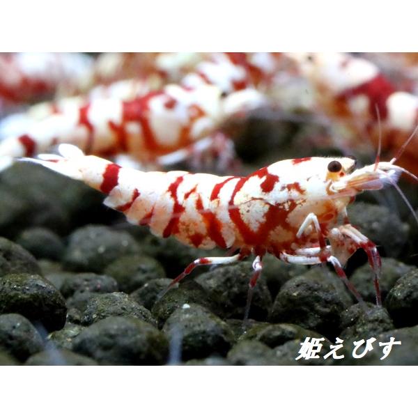 SARASA Tiger（サラサタイガー）ミドルグレード3匹セット : 姫えびす