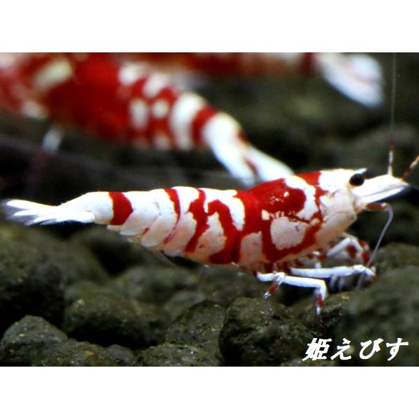 SARASA Tiger（サラサタイガー）ミドルグレード3匹セット : 姫えびす