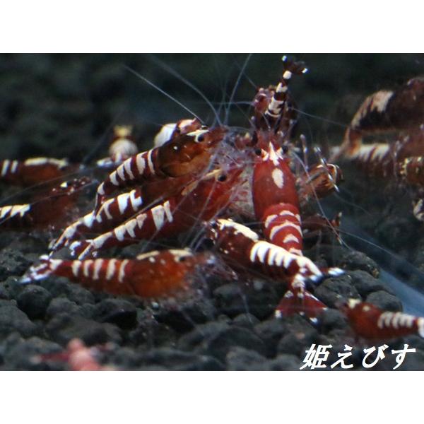 (送料無料!!)レッドカオス-Fishborn 4匹セット|himeebisu-y|02