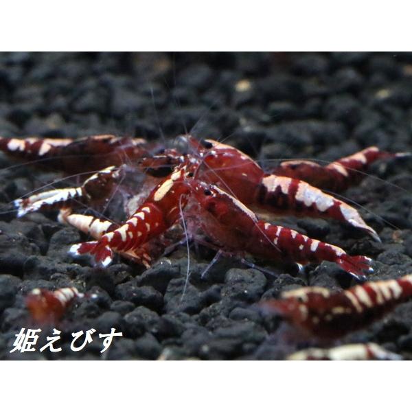 (送料無料!!)レッドカオス-Fishborn 4匹セット|himeebisu-y|03