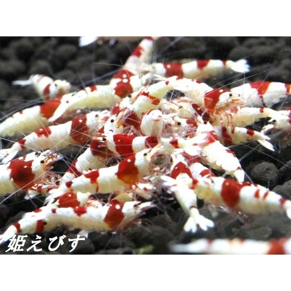 ＜送料無料!!＞レッドビーシュリンプ　１０匹　（１ランク上の綺麗な個体！）　国産ブリードのみ（兵庫姫路産）の個体です！！ の商品画像