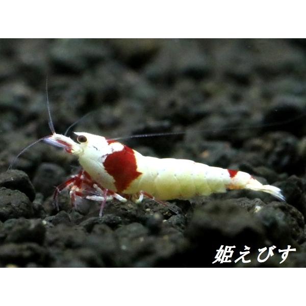 レッドビーシュリンプ 60匹 5000円 NO62 チャーム（charm） （エビ）無選別 レッドビーシュリンプ（200匹