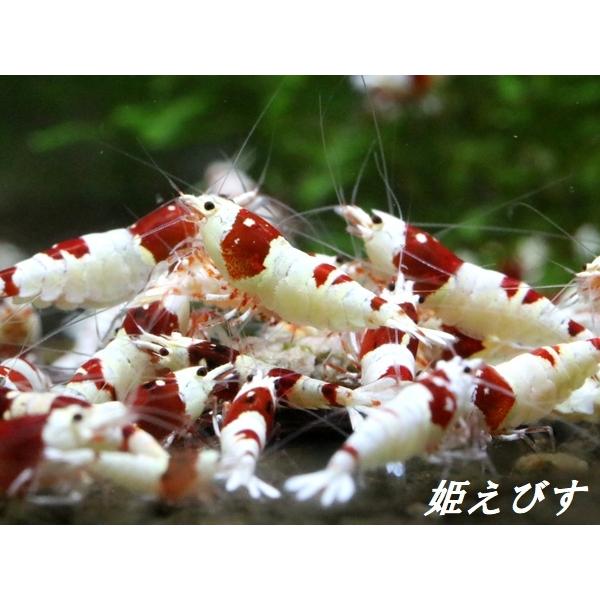 爆安プライス レッドビーシュリンプ 紅帥:Kousui 3ペア=6匹 whitesforracialequity.org 爆安プライス レッドビーシュリンプ 紅帥:Kousui 3ペア=6匹 whitesforracialequity.org