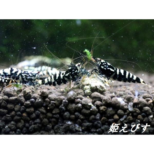 ブラックギャラクシーシュリンプ】A水槽