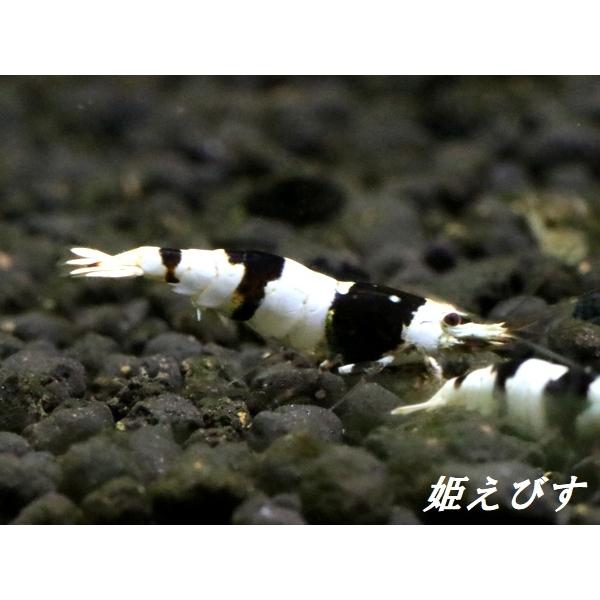 水槽セット】ブラックファンシーシュリンプ(抱卵個体含む)
