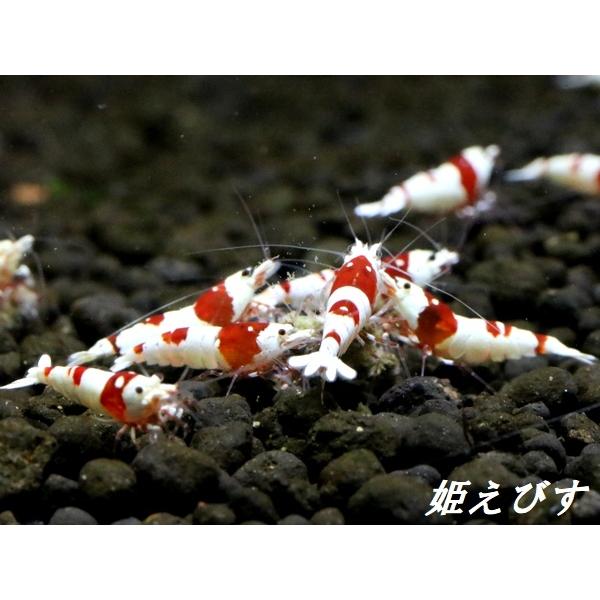 ＜送料無料!!＞レッドビーシュリンプ[日の丸ｏｒ進入禁止柄]　３ペア＝６匹　国産ブリードのみ！！ の商品画像