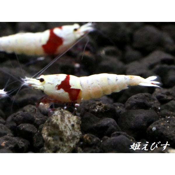 レッドビーシュリンプ PRL（ピュアレッドライン）モスラ 若個体5匹
