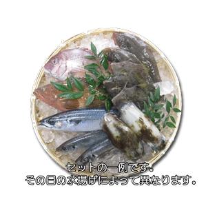 天然のいけす 富山湾氷見漁港水揚げ  旬の鮮魚セット　6000円｜himi-kadoyasu｜02