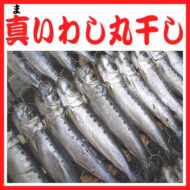 真イワシ丸干し 10 12本入り Jht 30 干物屋沼津ふなとyahoo 店 通販 Yahoo ショッピング