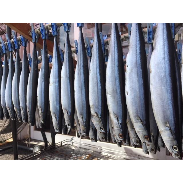 サンマ丸干し 2本入×5Pセット（計10本） : 干物屋沼津ふなとYahoo!店