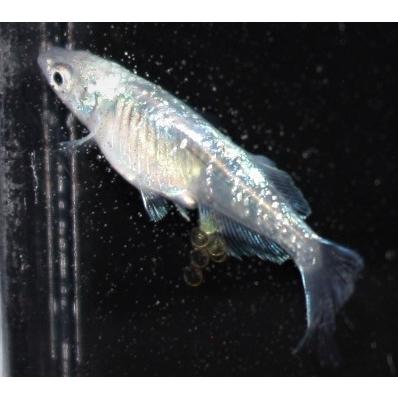 メダカ）ドラゴンブルー稚魚 未選別 Sサイズ 10匹 : メダカ屋ひな