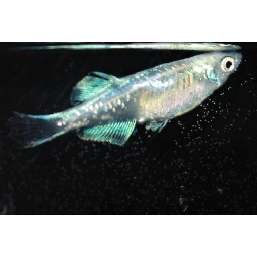 メダカ）ドラゴンブルー稚魚 未選別 Sサイズ 10匹 : メダカ屋ひな