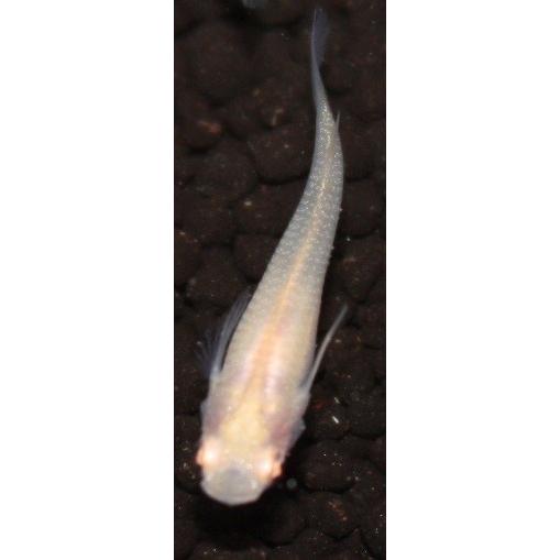 メダカ アルビノ透明鱗 M〜Lサイズ 5匹セット : メダカ屋ひな