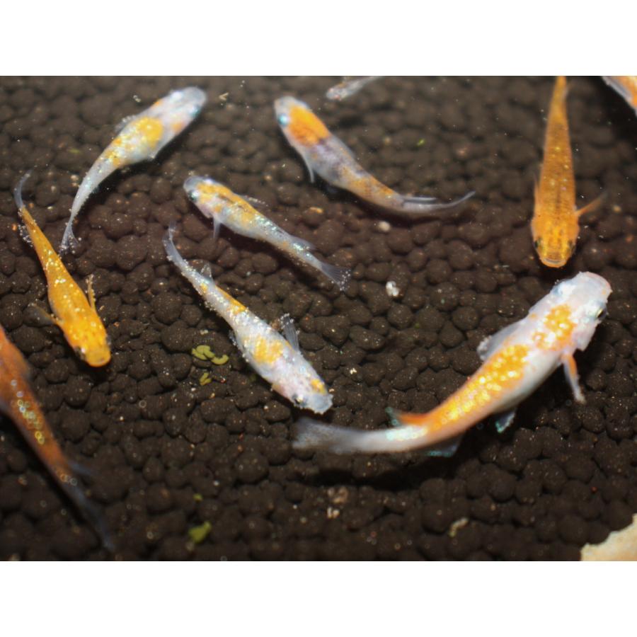 メダカ オーロラ黄ラメ おーろらきらめ ｍ Lサイズ 3ペア M0036 メダカ屋ひな 通販 Yahoo ショッピング