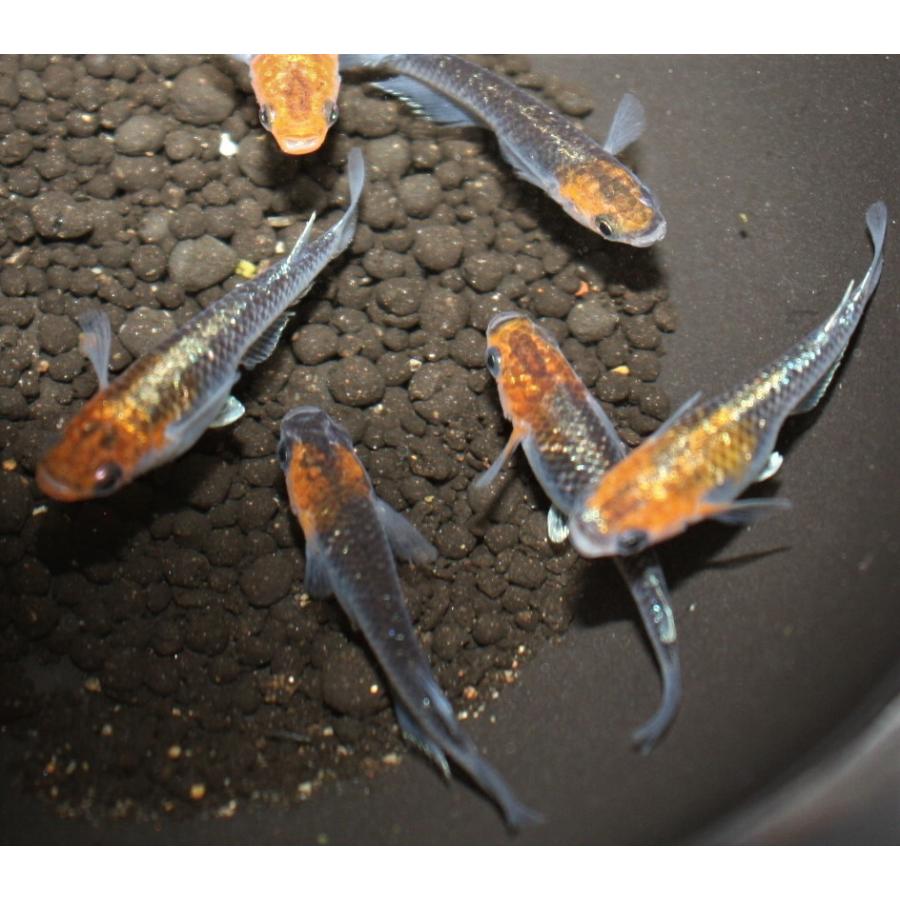 メダカ オーロラ黄ラメ体外光 M〜Lサイズ 2ペア : メダカ屋