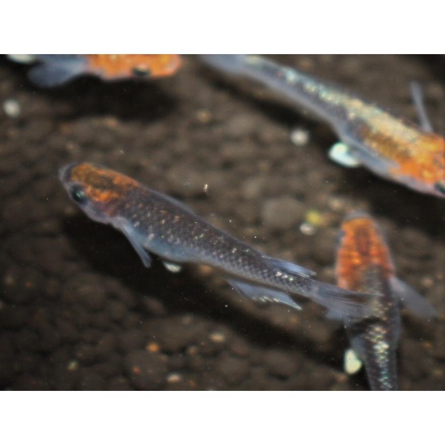 キングジョウモン金ラメ ‼️モスラ蓄光‼️激安 キングジョウモン金ラメ