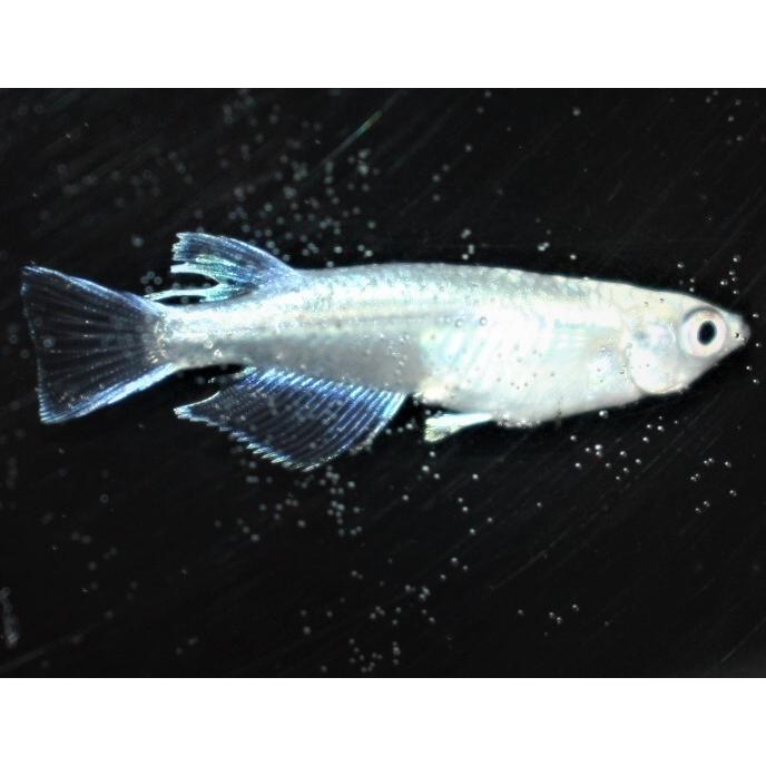 3つセット メジロ籠 鬼龍 3つセット メジロ籠 鬼龍 【公式通販】