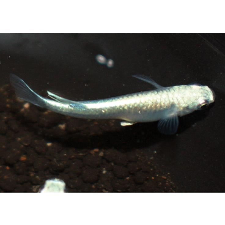 メダカ サンセット極龍 Mサイズ 5ペア : メダカ屋ひな - 通販 - Yahoo