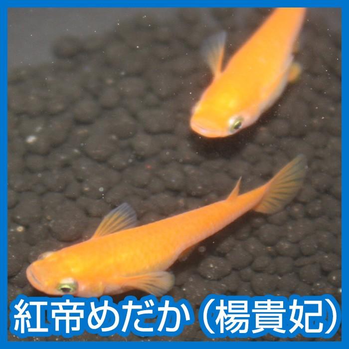 メダカ 紅帝めだか 楊貴妃 M〜Lサイズ 10匹セット : メダカ屋ひな