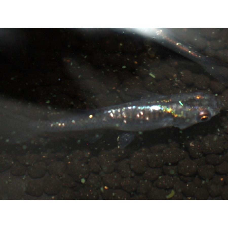 メダカ 魔王改 M〜Lサイズ 3ペア : メダカ屋ひな - 通販 - Yahoo