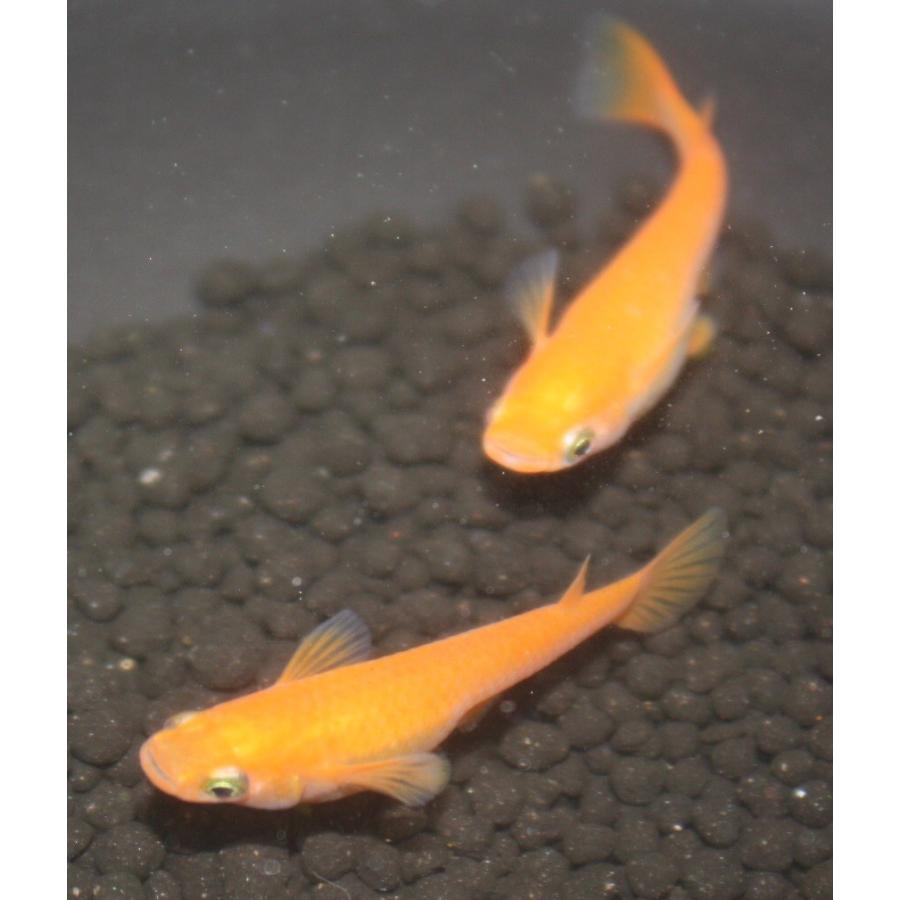メダカ 紅帝めだか 楊貴妃 M〜Lサイズ 10匹セット : メダカ屋ひな