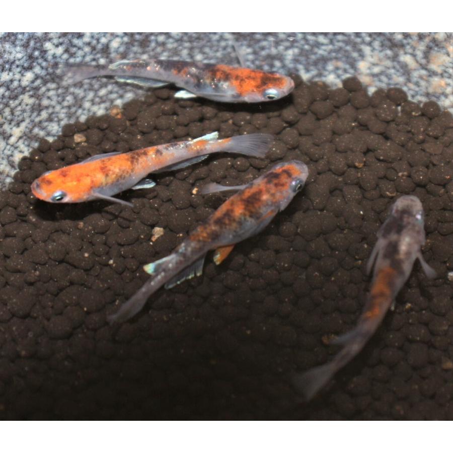 紅玉メダカ