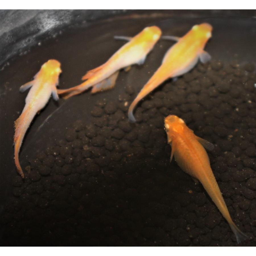 アルビノ鱗光　メダカ　めだか 鱗光 メダカ めだか メダカ めだか （Mサイズ） 3ペア / メダカ販売