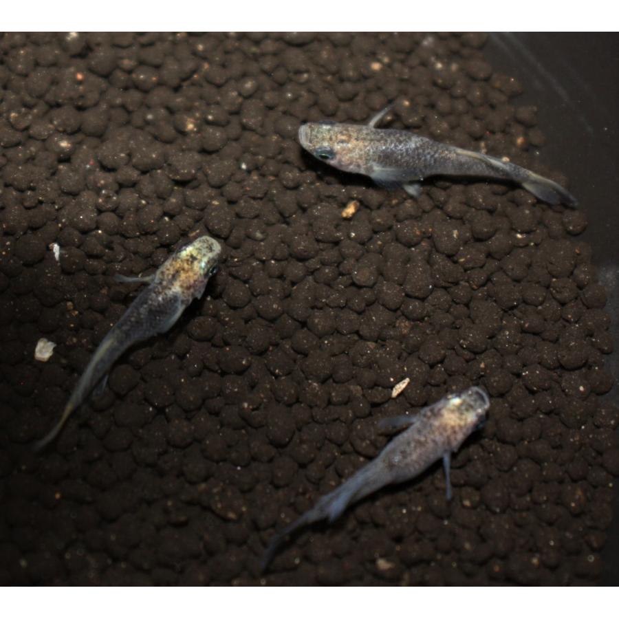 メダカ 白姫 はくひめ ｍサイズ ３ペア M0070 メダカ屋ひな 通販 Yahoo ショッピング