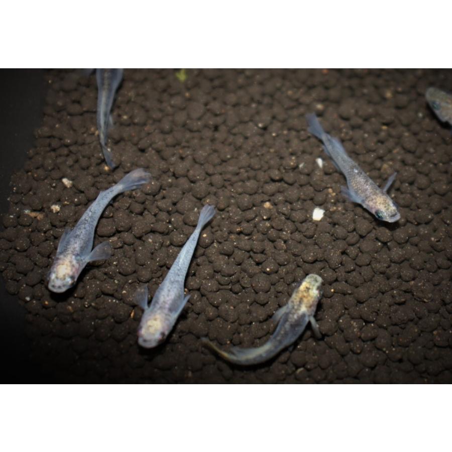 メダカ 白姫 Mサイズ 5匹 : メダカ屋ひな - 通販 - Yahoo!ショッピング