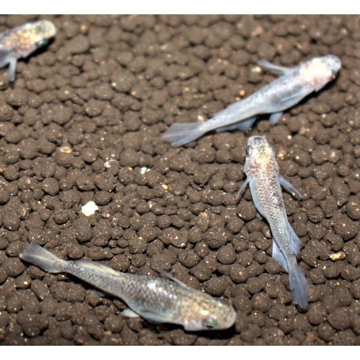 メダカ 白姫 Mサイズ 5匹 : メダカ屋ひな - 通販 - Yahoo!ショッピング