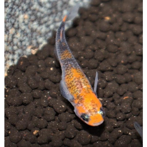 メダカ 紅龍 べにりゅう ｍ Lサイズ ５匹 M0071 メダカ屋ひな 通販 Yahoo ショッピング