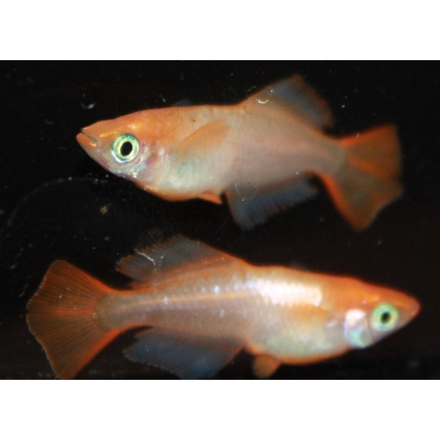 メダカ 楊貴妃ヒカリめだか Mサイズ 3ペア : メダカ屋ひな - 通販