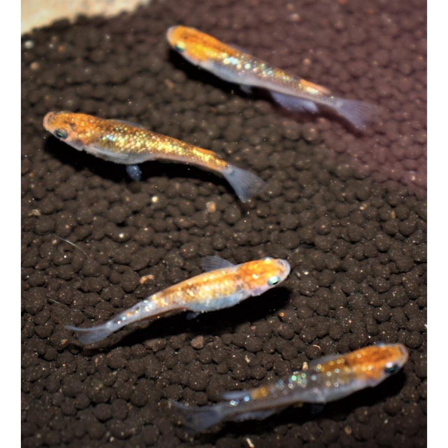 メダカ 女雛ラメ M〜Lサイズ5匹 : メダカ屋ひな - 通販 - Yahoo