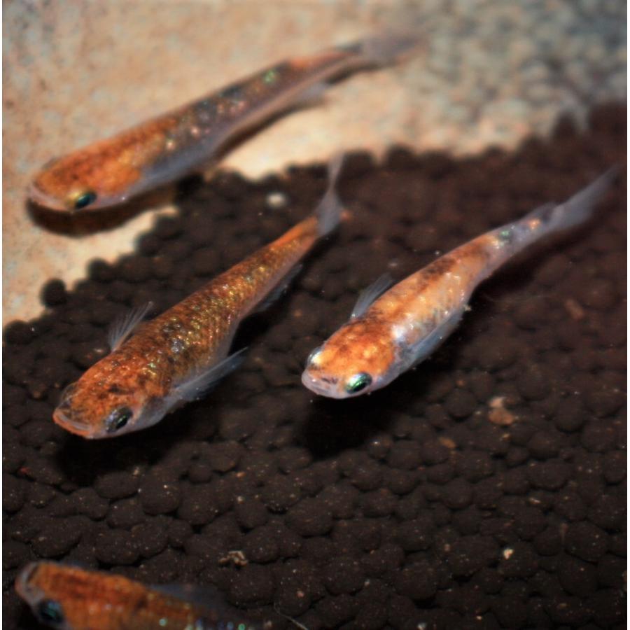 女雛メダカ！！　1匹800円！　おまけ付き　めだか 淡水魚】女雛ラメメダカ【1匹 サンプル画像】(変わりメダカ)(生体