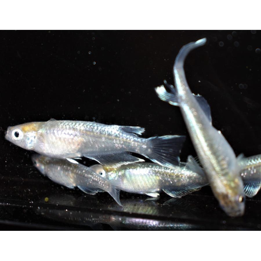 メダカ 鱗光ロングフィン Mサイズ4匹+保障2匹 : メダカ屋ひな - 通販