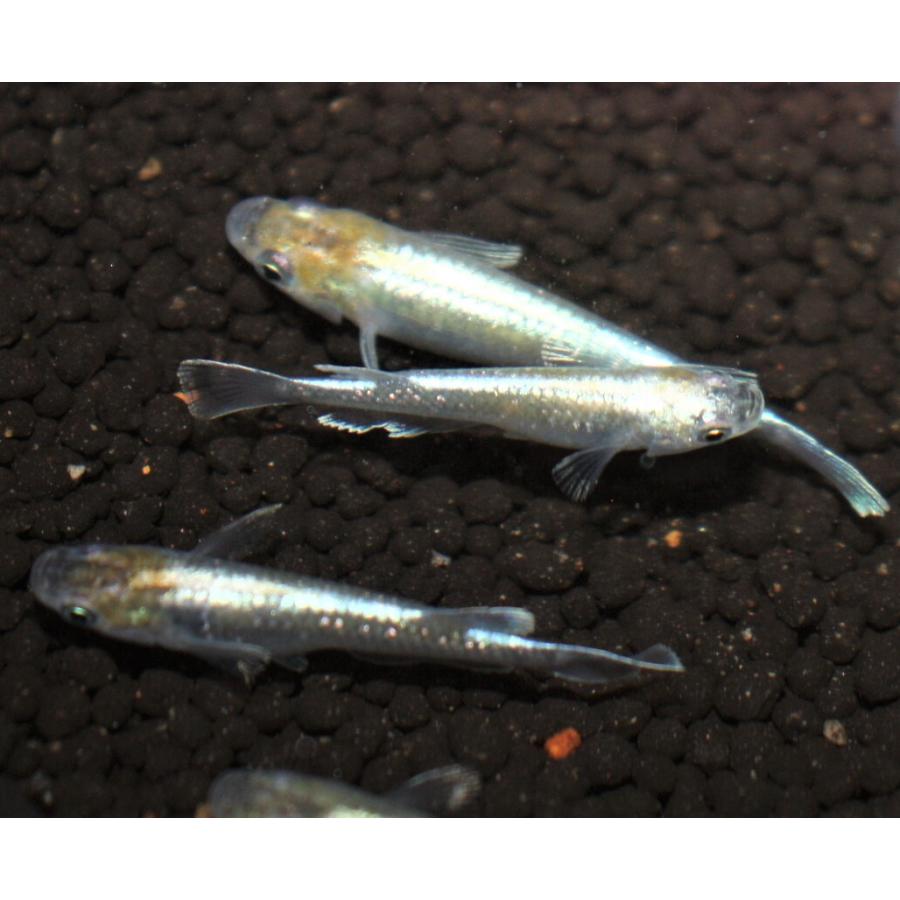 メダカ 鱗光ロングフィン Mサイズ4匹+保障2匹 : メダカ屋ひな - 通販