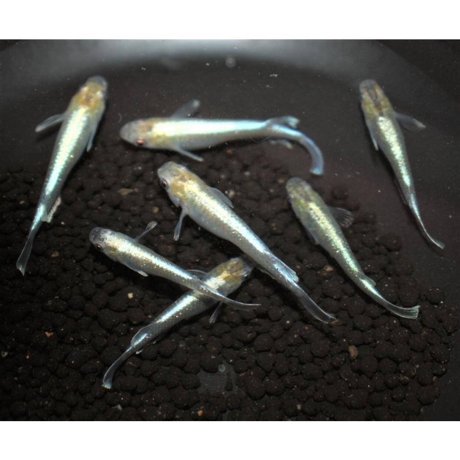 メダカ 鱗光ロングフィン Mサイズ4匹+保障2匹 : メダカ屋ひな - 通販