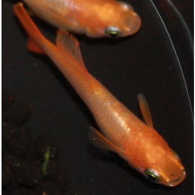 メダカ 楊貴妃ヒカリめだか Mサイズ 3ペア : メダカ屋ひな - 通販