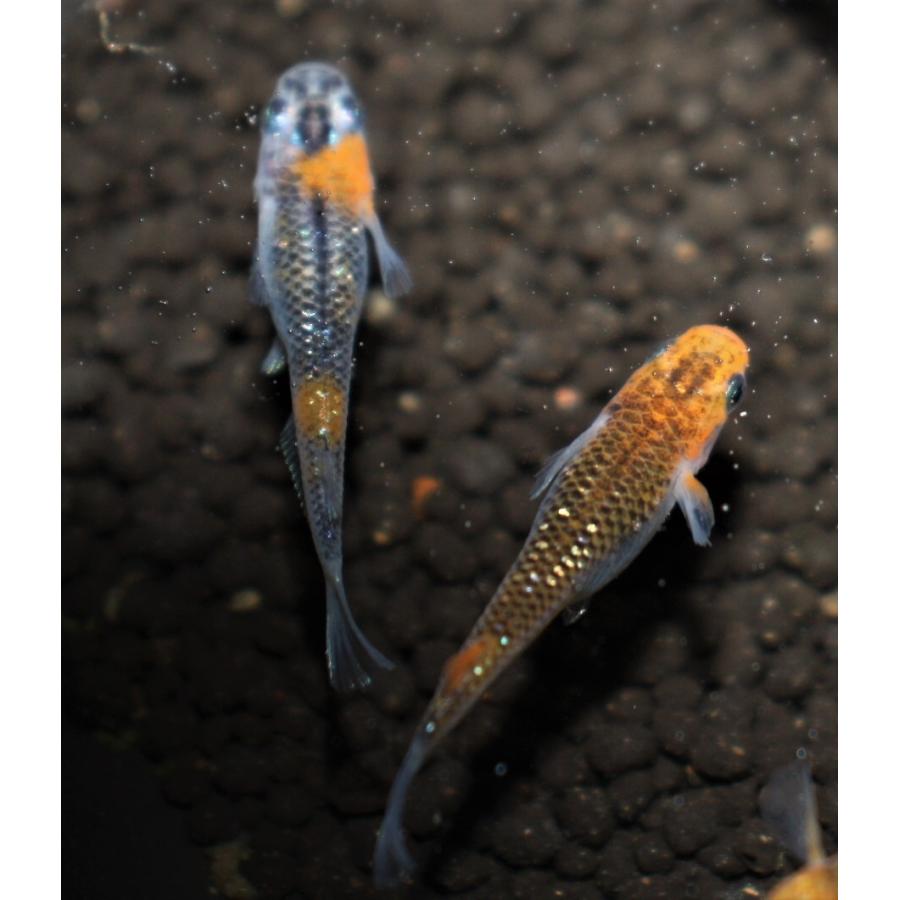 メダカ 凛華ラメ M〜Lサイズ 2ペア+保障2匹 : メダカ屋ひな - 通販
