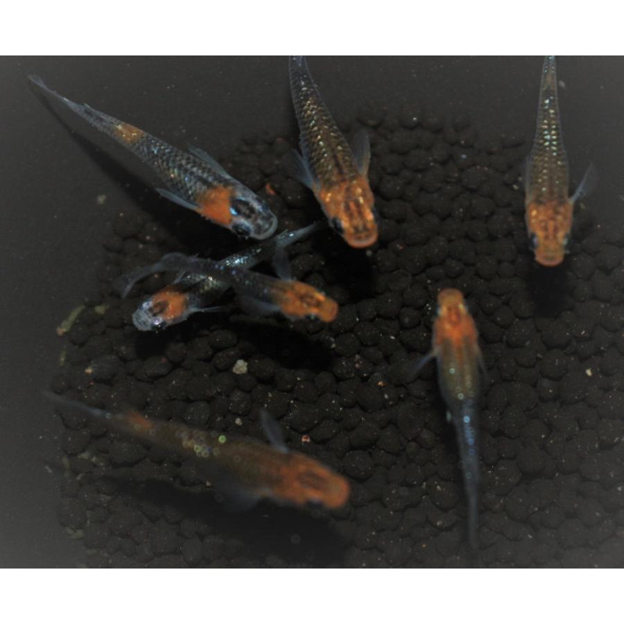 メダカ 凛華ラメ M〜Lサイズ 2ペア+保障2匹 : メダカ屋ひな - 通販