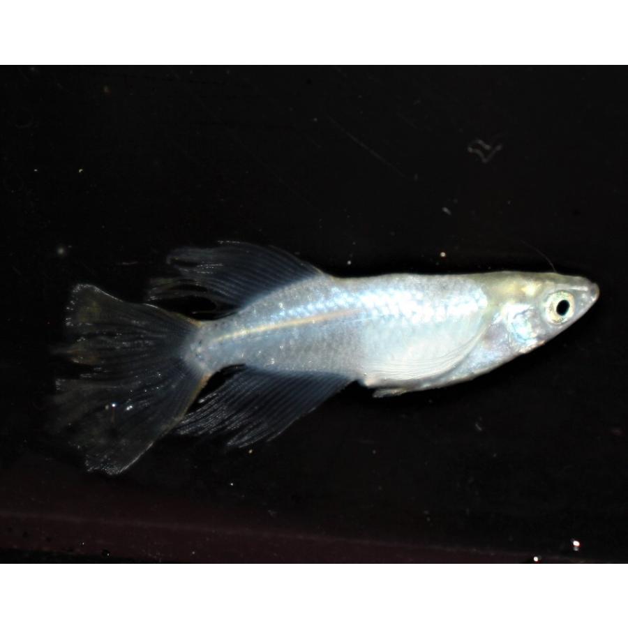 メール便27 メダカ 松井ヒレ長幹之フルボディー 有精卵個 めだか ミジンコ ゾウリムシ 正規代理店 ペット用品 生き物 その他ペット用品 生き物 Www Writeawriting Com