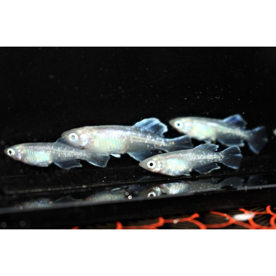 めだか ドラゴンブルー ♂1♀2 3匹セット