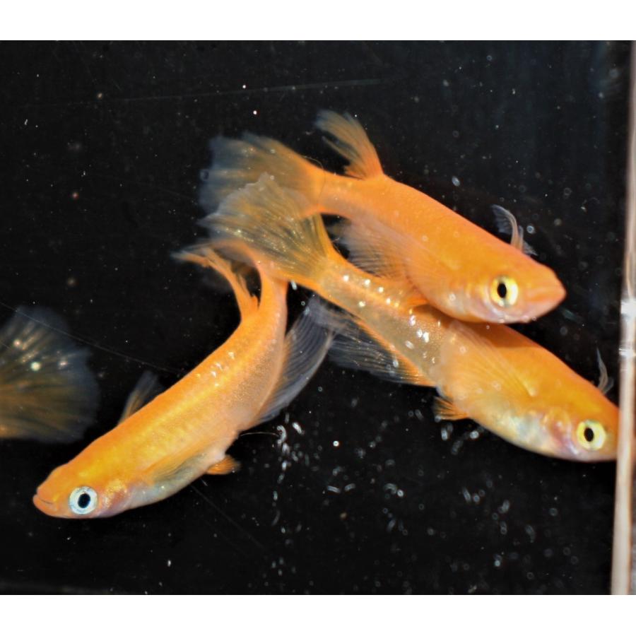 メダカ 紅帝ヒレ長 M〜Lサイズ 5匹セット : メダカ屋ひな - 通販
