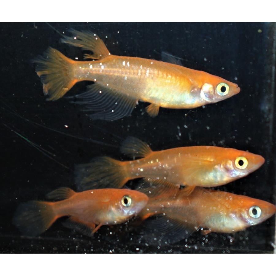 メダカ 紅帝ヒレ長 M〜Lサイズ 5匹セット : メダカ屋ひな - 通販
