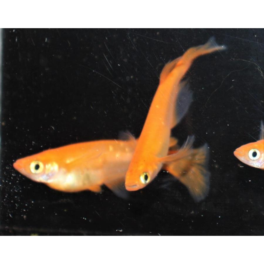 メダカ 紅帝ヒレ長 M〜Lサイズ 5匹セット : メダカ屋ひな - 通販